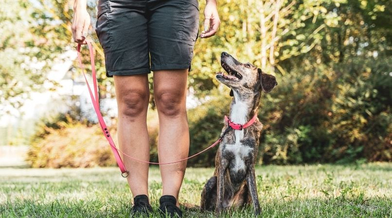 3 conseils de dressage canin pour votre chien