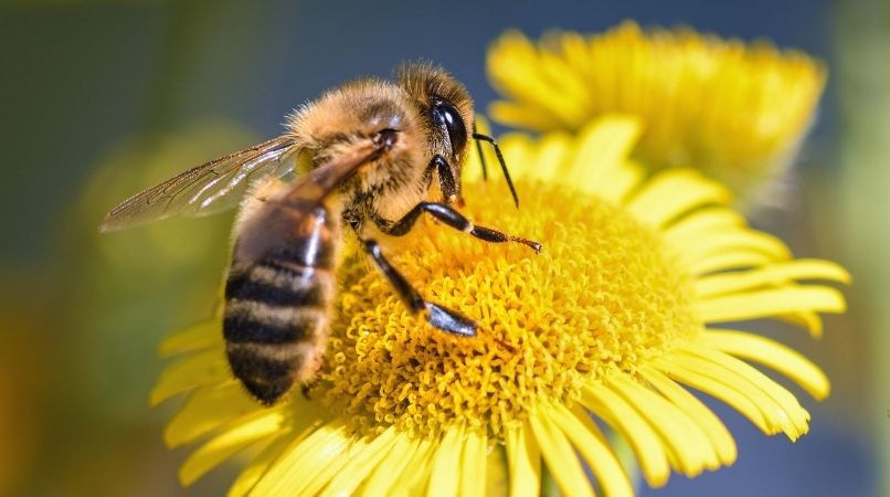 Piqûres d’abeille ou de guêpes : comment réagir ?