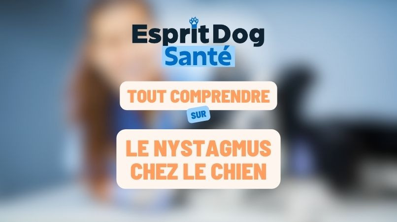 Le nystagmus chez le chien