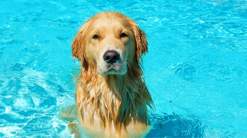 Chaleur : comment bien rafraîchir son chien ?