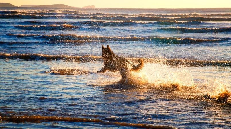 Eau de mer : attention à l’intoxication du chien !