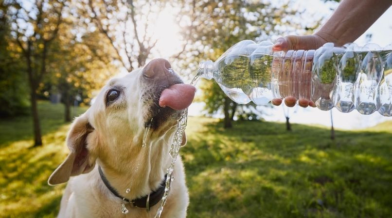 Déshydratation chez le chien : comment la reconnaitre ?
