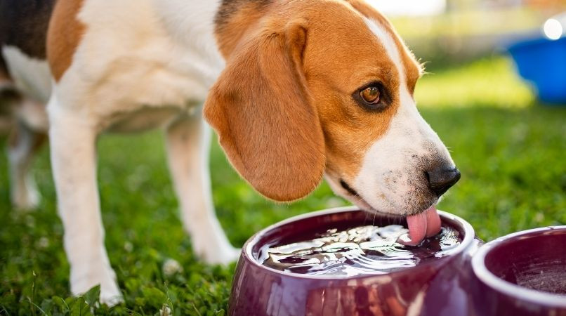 Dilatation de l’estomac : attention aux quantités d’eau