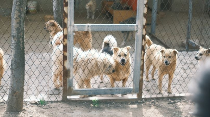 La toux du chenil : transmission, symptômes