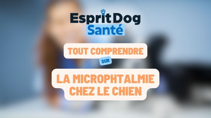 La microphtalmie chez le chien