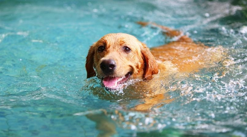 Les chiens adorent tous nager ? Pas si sûr…