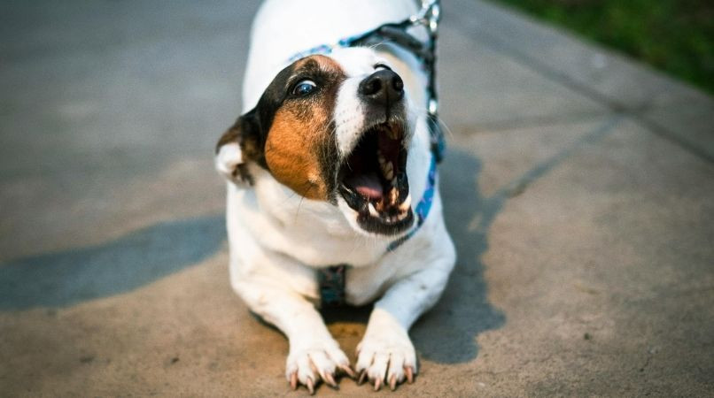 Pourquoi les petits chiens sont agressifs ?