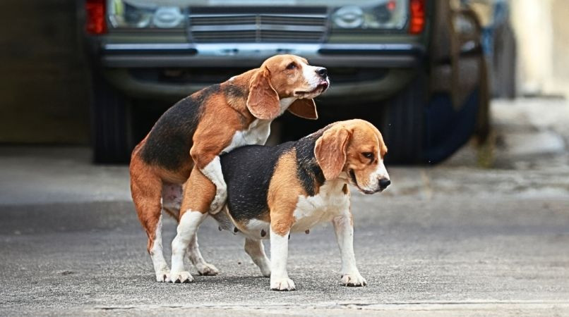 Mon chien en monte un autre : domination ?