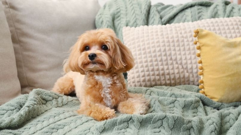 Comment dresser un chien qui va sur le canapé ?