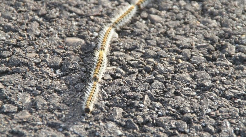 Les chenilles processionnaires : danger !