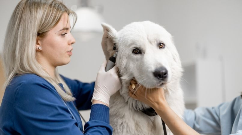 Comprendre la gale des oreilles chez le chien