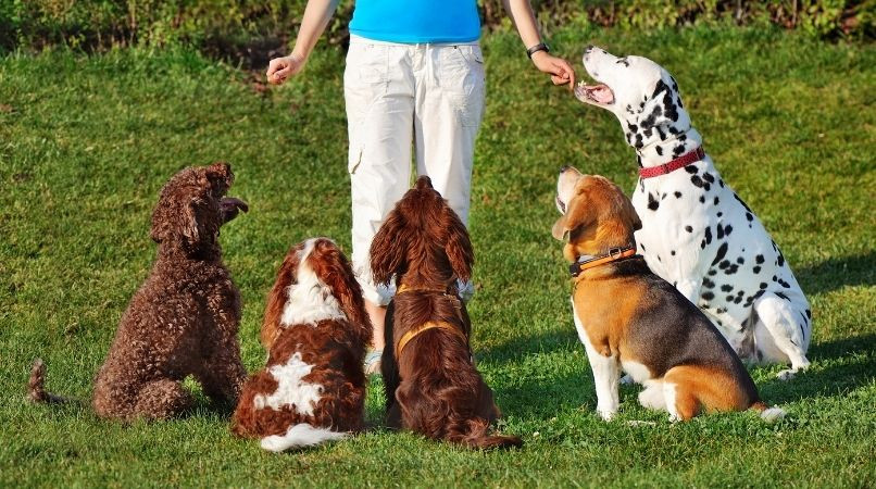 Pourquoi et comment dresser un chien à obéir ?