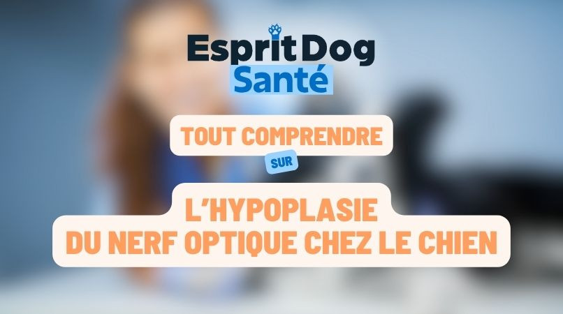 L’hypoplasie du nerf optique chez le chien