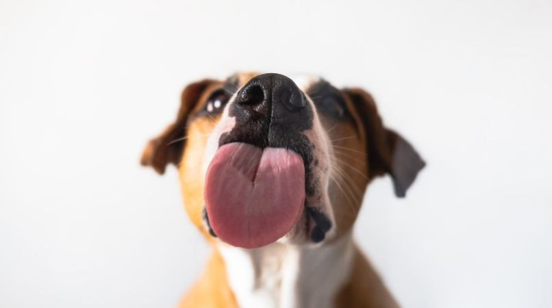 Mon chien me lèche les pieds : pourquoi fait-il cela ?