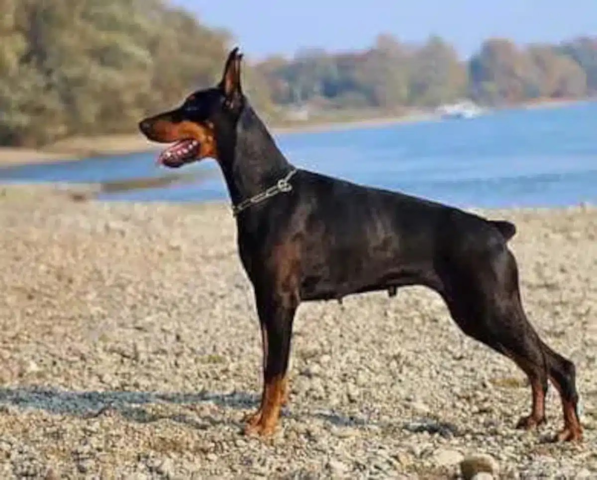 La coupe des oreilles et de la queue chez le chien