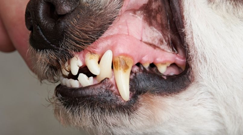 Les caries : mon chien peut-il en avoir ?