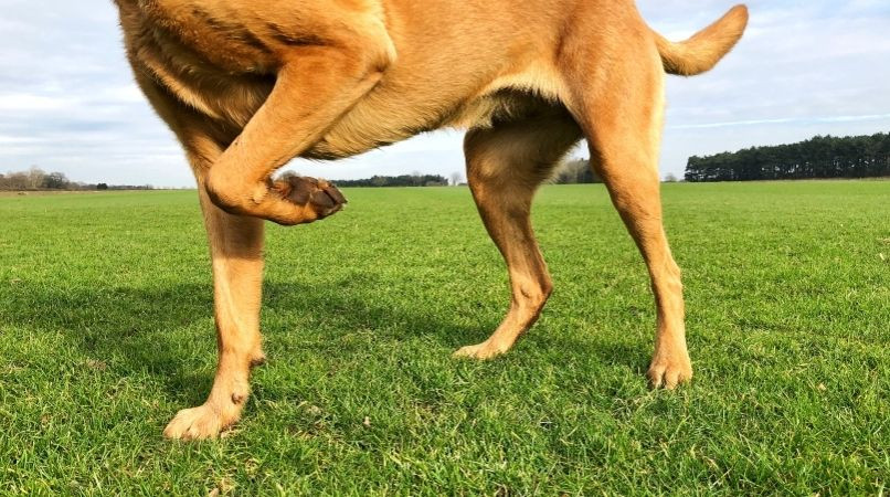 Votre chien boite : est-ce de l’arthrose ?