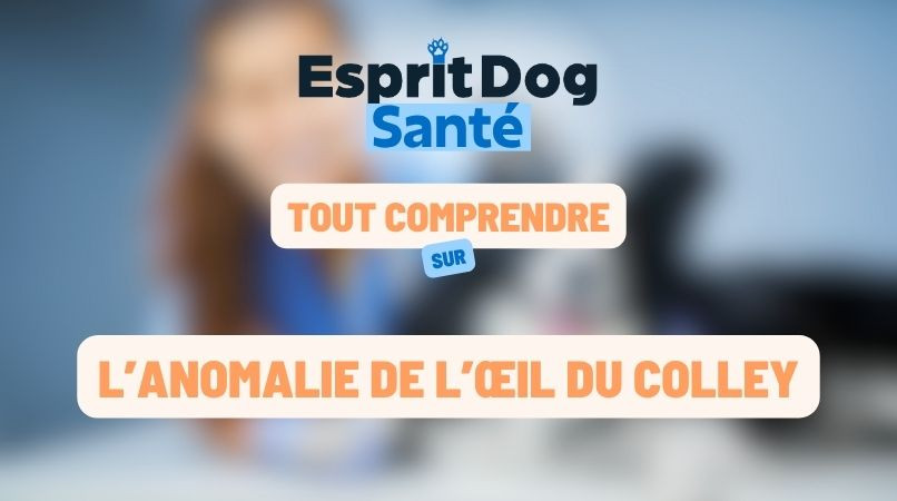 L’anomalie de l’œil du Colley