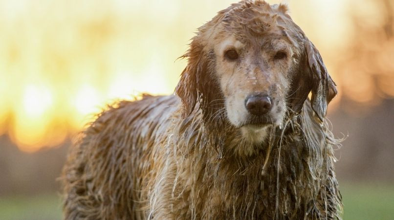 Pourquoi mon chien sent mauvais ?