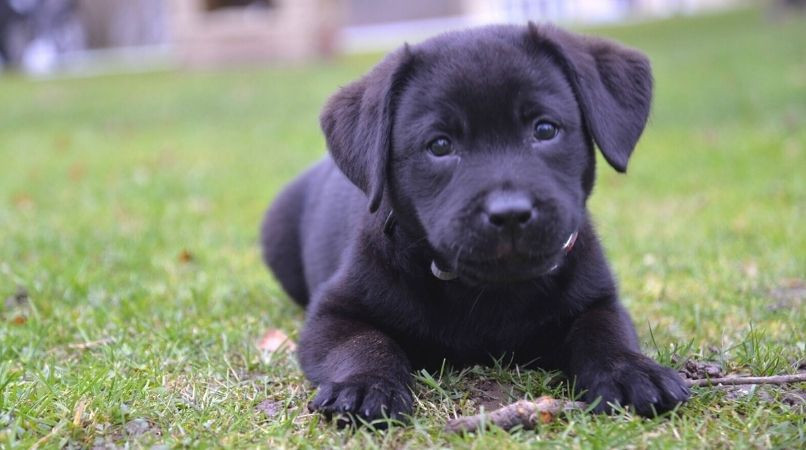 Faut-il sortir son chiot avant ses 3 mois pour commencer à le dresser ?