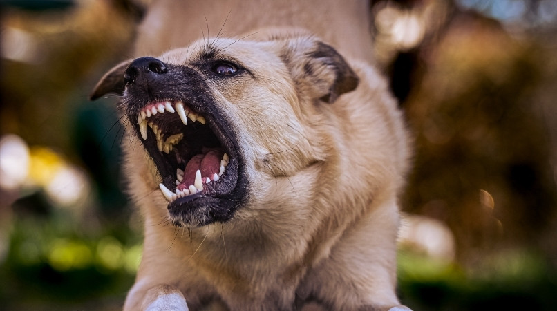 Agressivité : faut-il castrer son chien ?