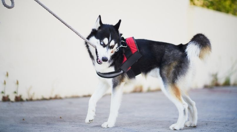 Pourquoi mon chien mord sa laisse ?