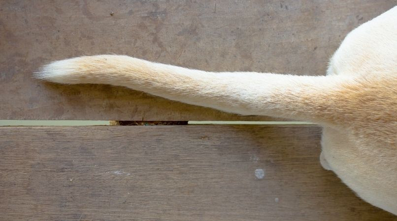 Syndrome de la queue morte : c’est quoi ?