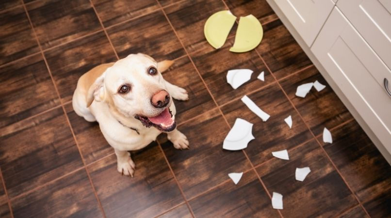 Mon chien sait-il quand il a fait une bêtise ?