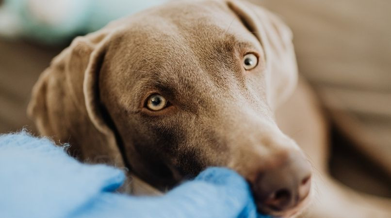 Stériliser une chienne… Attention danger !