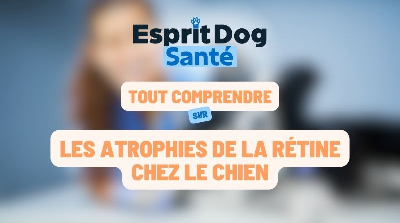Les atrophies de la rétine chez le chien