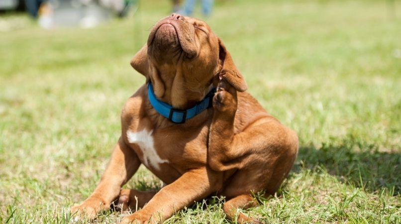 Anti-parasitaires naturels pour chien : attention, danger !