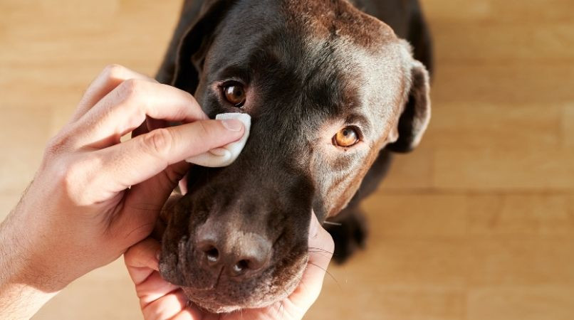 Conjonctivite chez le chien : comment réagir ?