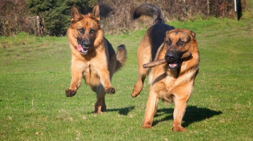 Éduquer son chien pour la gestion de ses émotions lors de rencontres