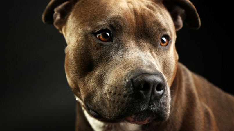 Comment éduquer les chiens dangereux ?