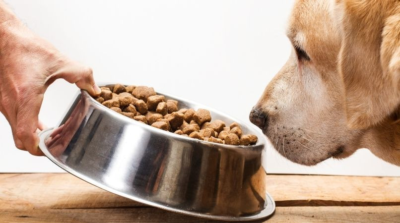 Mon chien boude sa gamelle, que faire ?