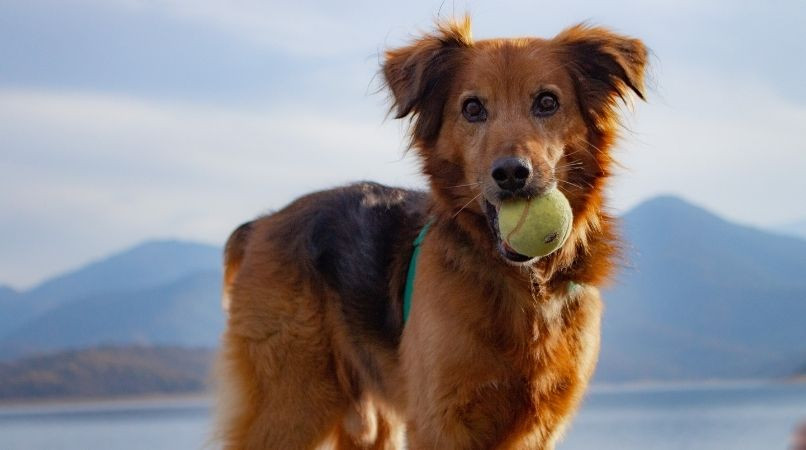 Éduquer son chien à rapporter la balle