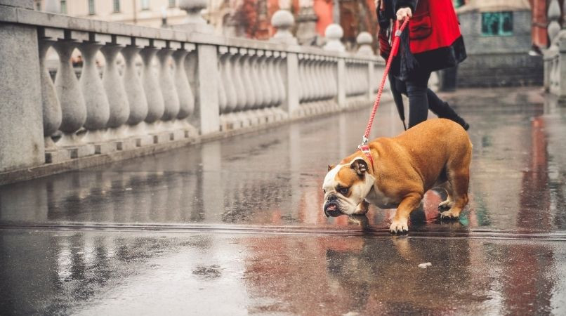 Mon chien tire en laisse, comment le dresser pour qu’il arrête