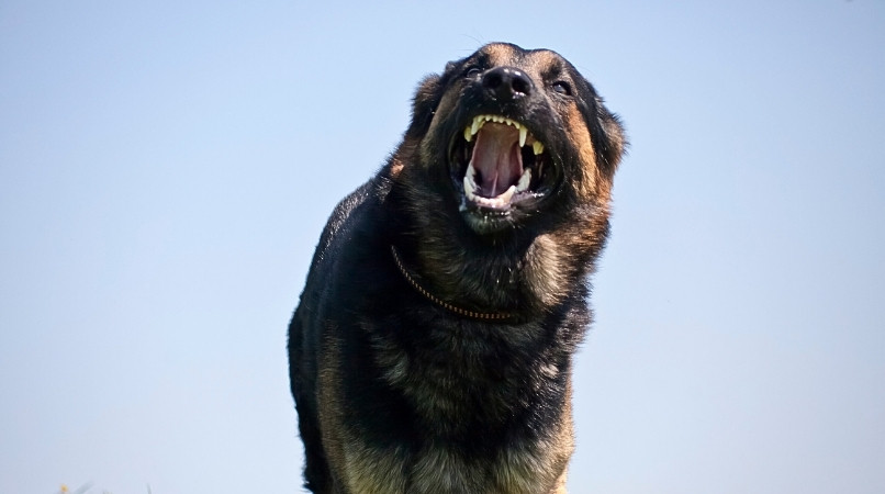 Castrer un chien le rend-il moins agressif ?