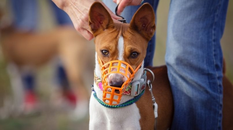 Apprendre à tous chiens à porter une muselière