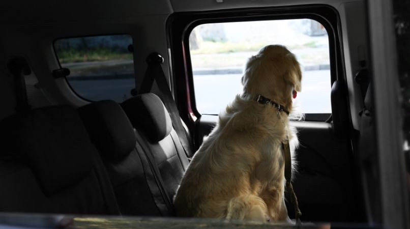 Éducation pour la sécurité de votre chien en voiture
