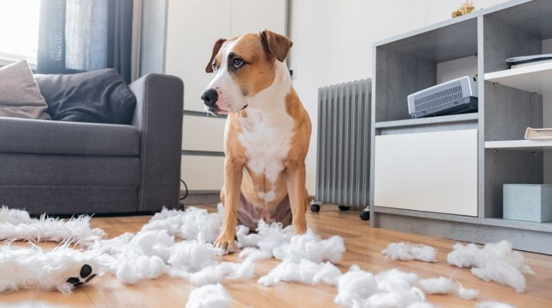Dresser son chien à ne pas voler et détruire
