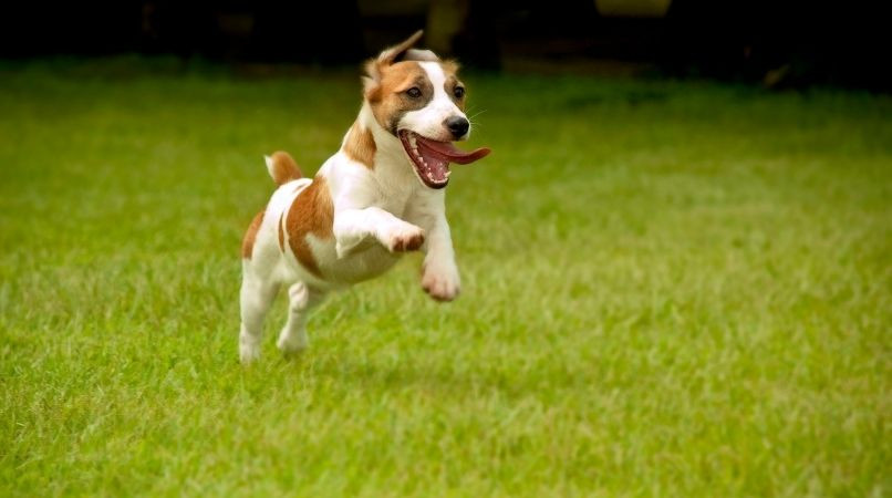 Comment contrôler le comportement du chien ?