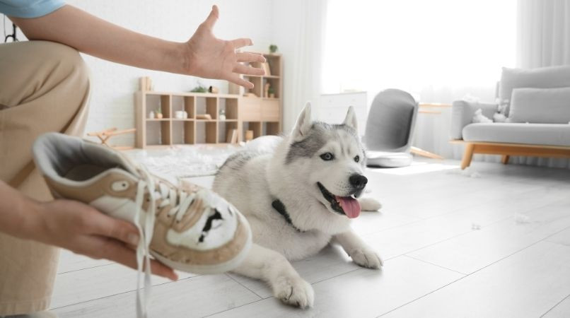 Comment dresser un chien sans lui crier dessus ?