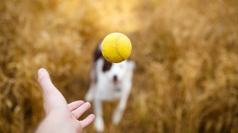 Comment apprendre les couleurs à son chien ?
