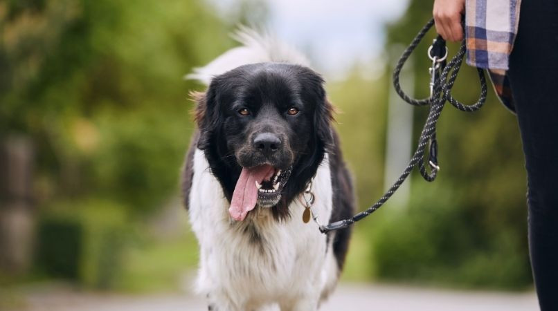 Éduquer un chien pour passer un obstacle sans stress