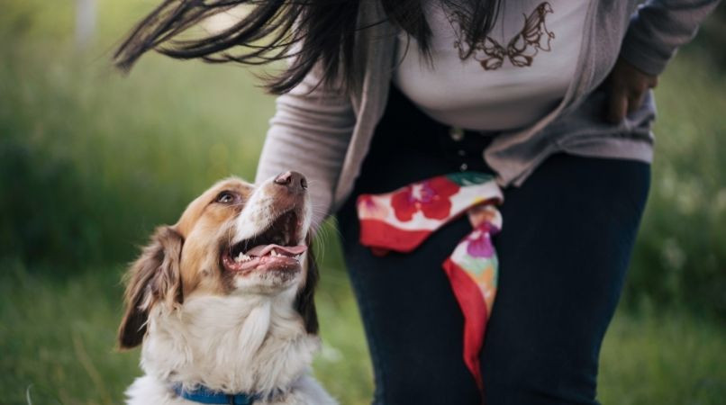 Le meilleur outil pour éduquer un chien