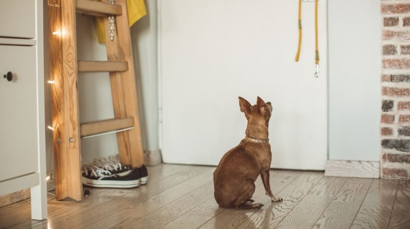 Faut-il isoler son chien pour le calmer ?