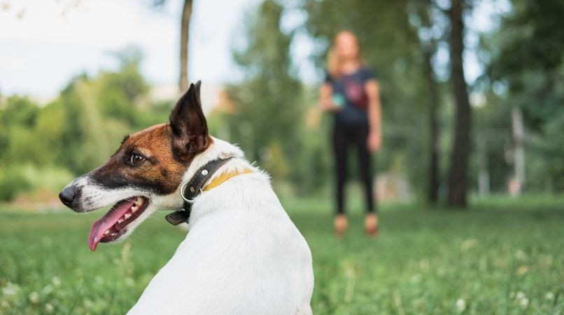 Comment dresser un chien distrait et capter son attention ?