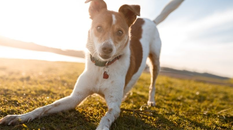 Mon chien est hyperactif : que faire ?