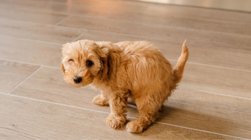 L’apprentissage de la propreté chez le chiot